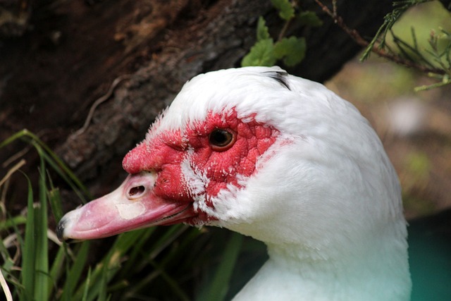 丰富的老将 丰富的老将